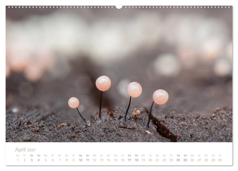 FASZINATION PILZE 2027 (CALVENDO Wandkalender 2027)