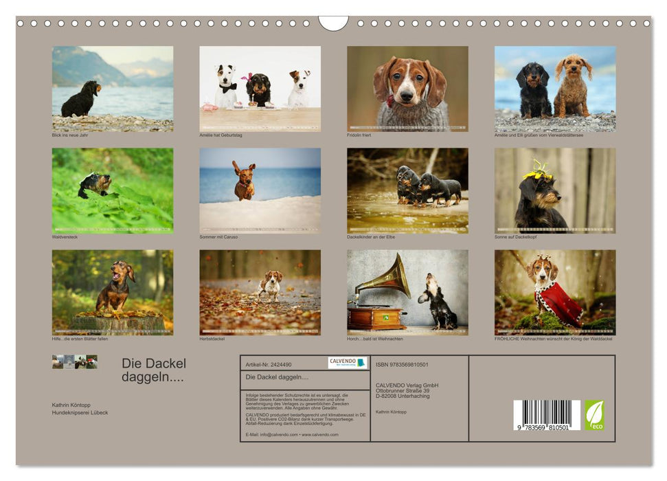 Die Dackel daggeln.... (CALVENDO Wandkalender 2027)