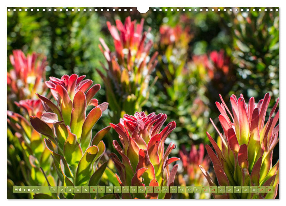 Fynbos - Die einzigartige Flora Südafrikas (CALVENDO Wandkalender 2027)