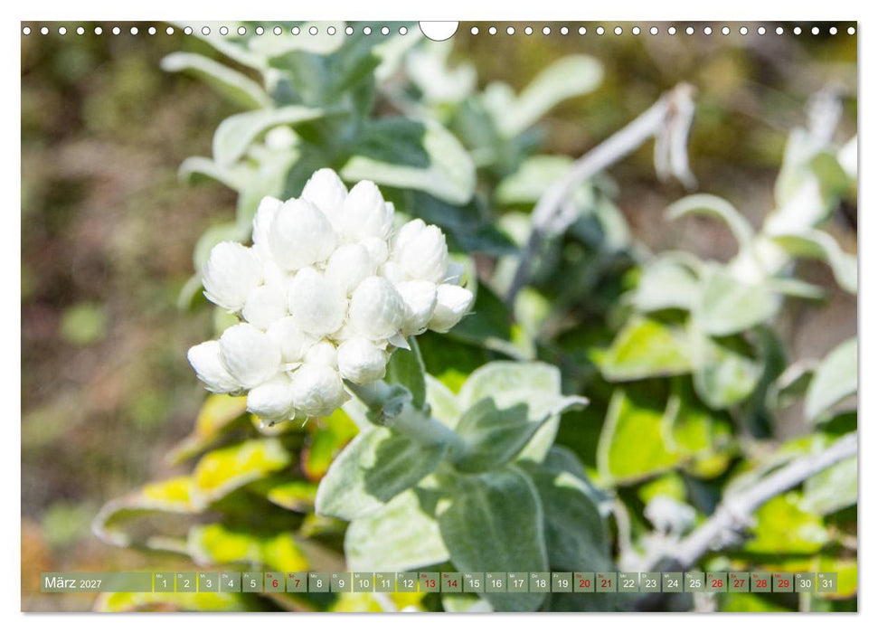 Fynbos - Die einzigartige Flora Südafrikas (CALVENDO Wandkalender 2027)