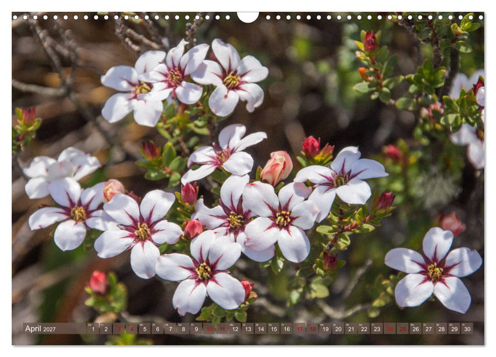 Fynbos - Die einzigartige Flora Südafrikas (CALVENDO Wandkalender 2027)