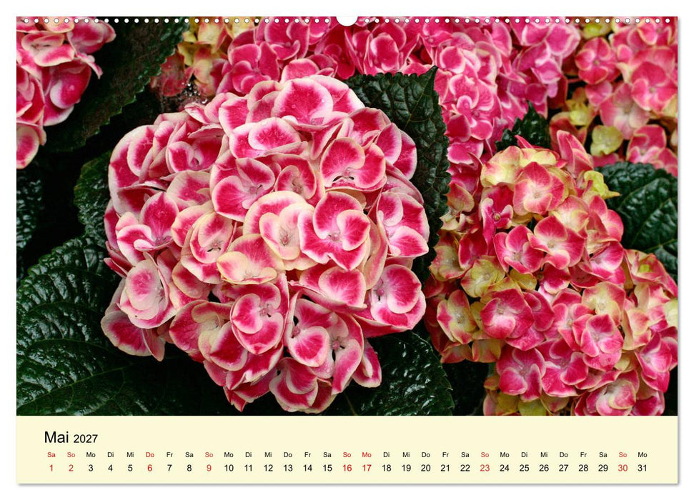 Hortensien Blühen und Vergehen (CALVENDO Wandkalender 2027)