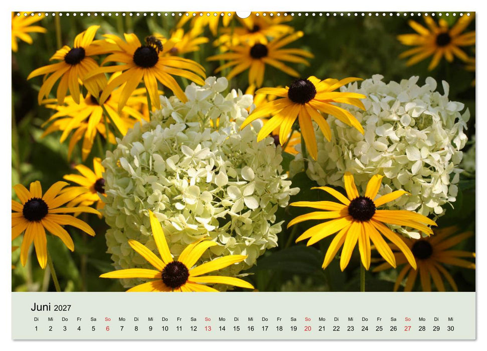 Hortensien Blühen und Vergehen (CALVENDO Wandkalender 2027)