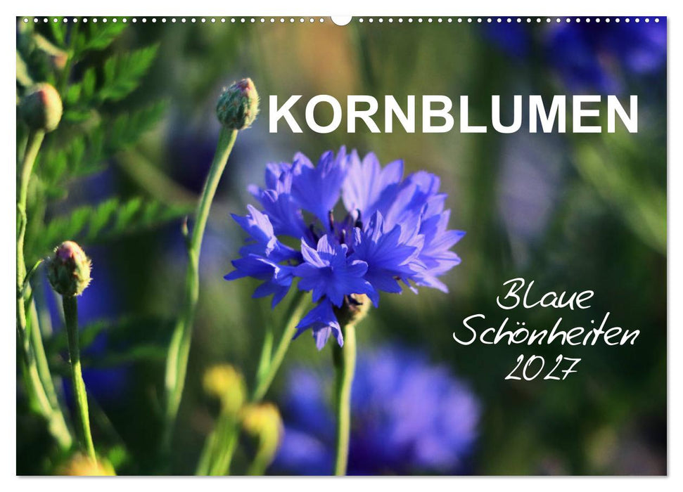 Kornblumen - Blaue Schönheiten (CALVENDO Wandkalender 2027)