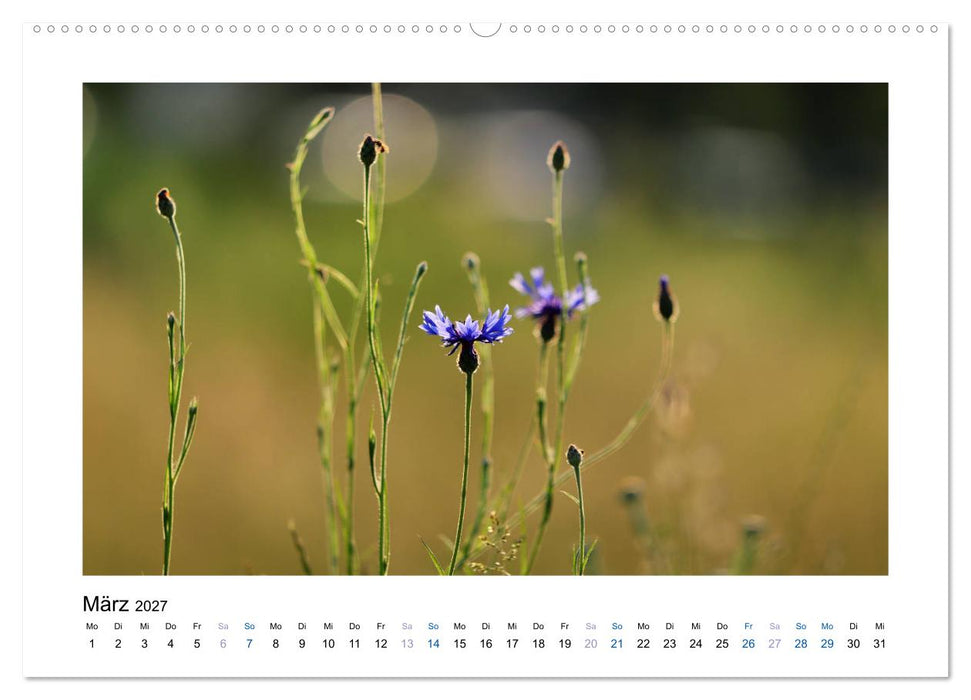 Kornblumen - Blaue Schönheiten (CALVENDO Wandkalender 2027)