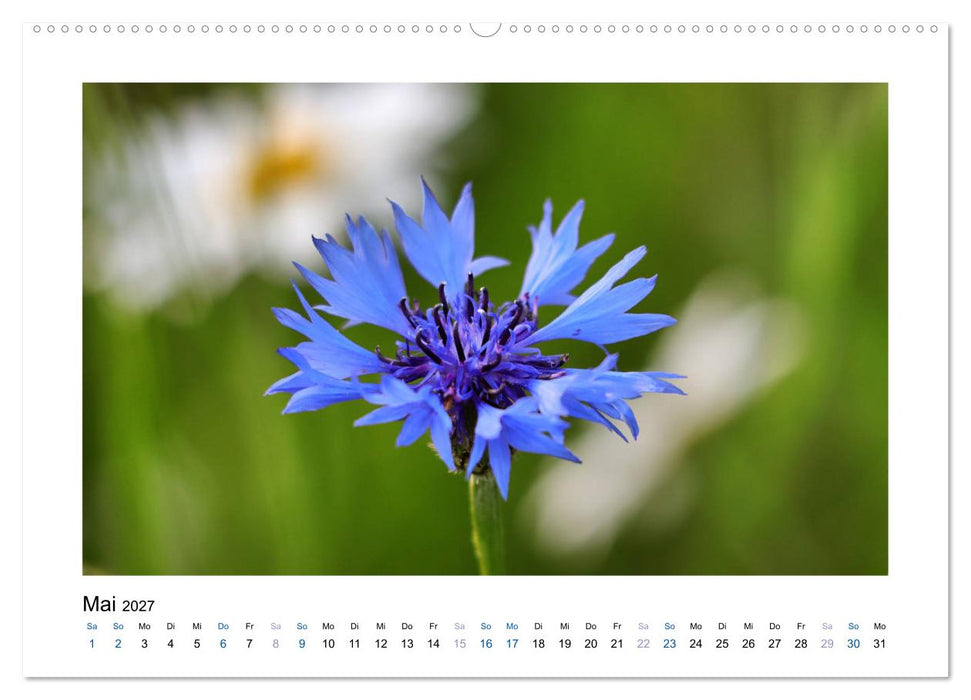 Kornblumen - Blaue Schönheiten (CALVENDO Wandkalender 2027)