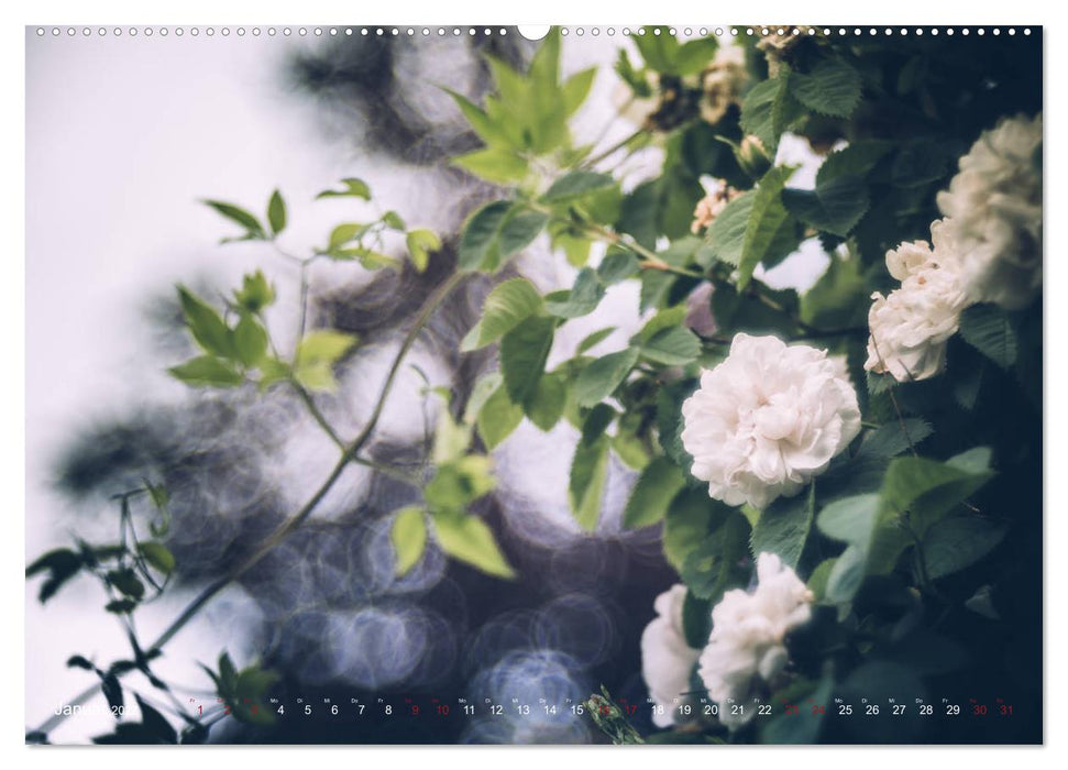 Die Welt der Alten Rosen (CALVENDO Wandkalender 2027)