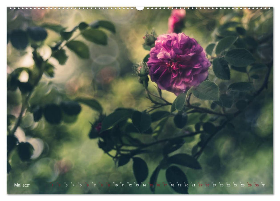 Die Welt der Alten Rosen (CALVENDO Wandkalender 2027)