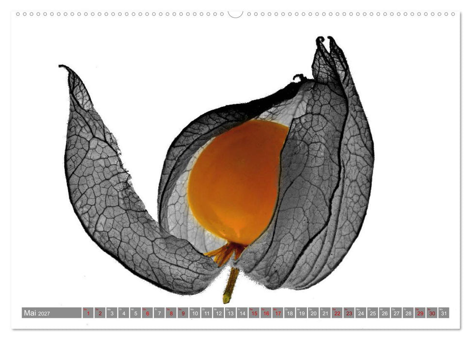 Obst und Gemüse Galerie (CALVENDO Wandkalender 2027)