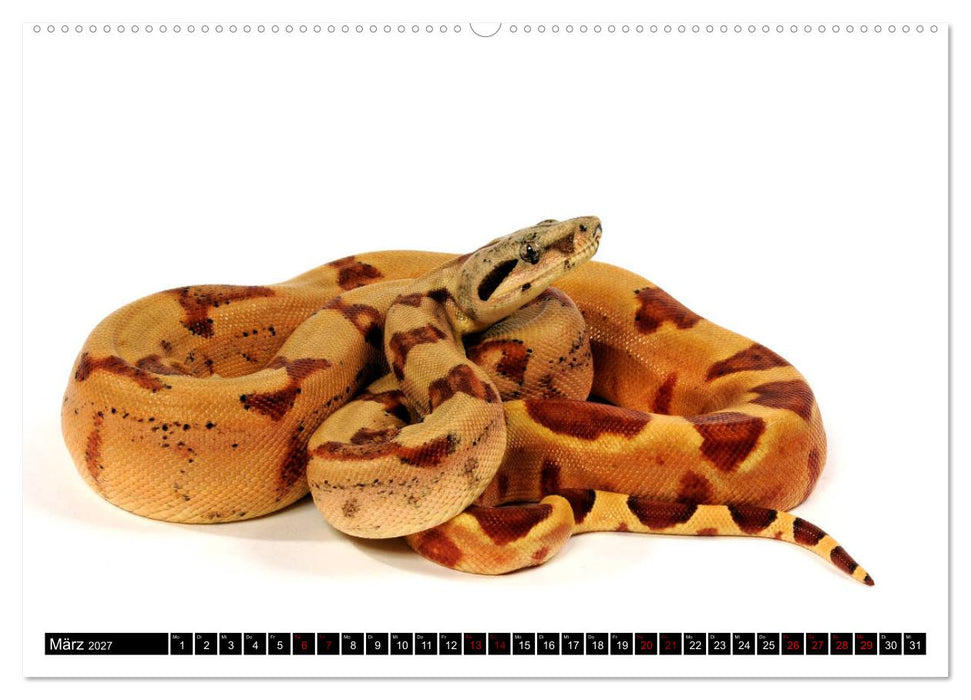 Amphibien und Reptilien (CALVENDO Premium Wandkalender 2027)