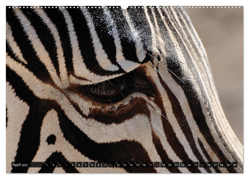 Wilde Tiere - Die schönsten Portraits (CALVENDO Premium Wandkalender 2027)