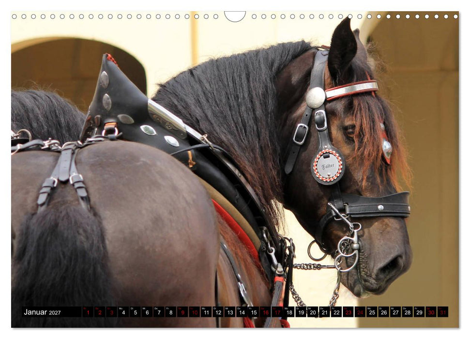 Schwere Pferde 2027 (CALVENDO Wandkalender 2027)