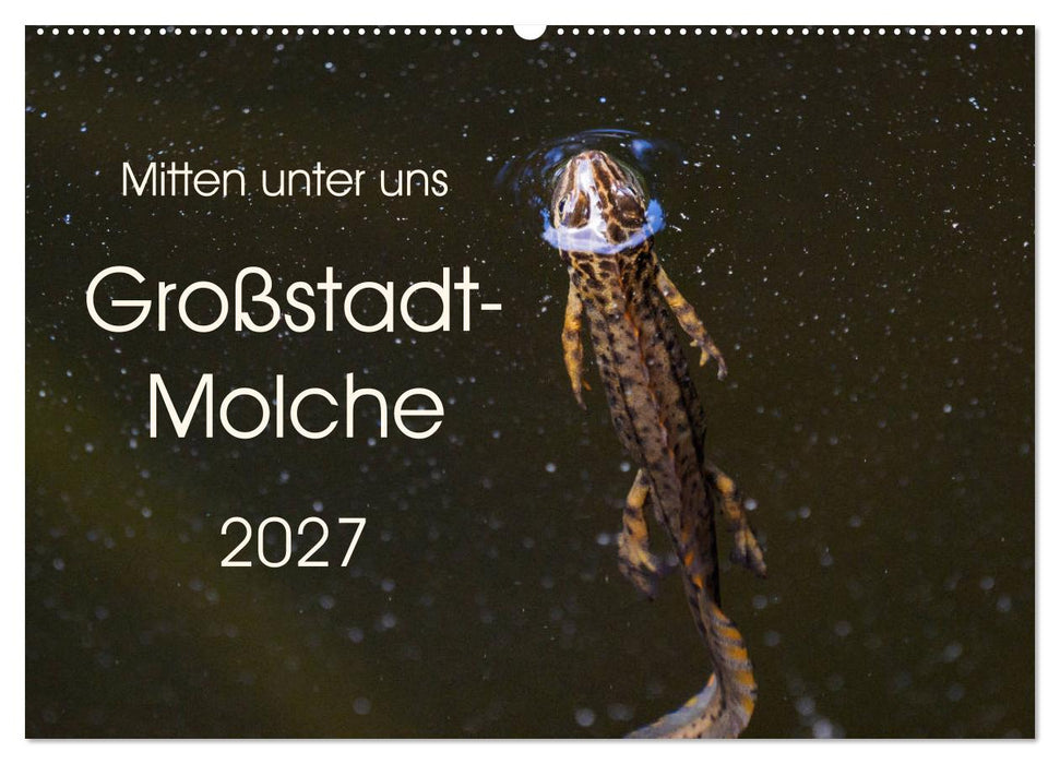 Mitten unter uns - Großstadt-Molche (CALVENDO Wandkalender 2027)