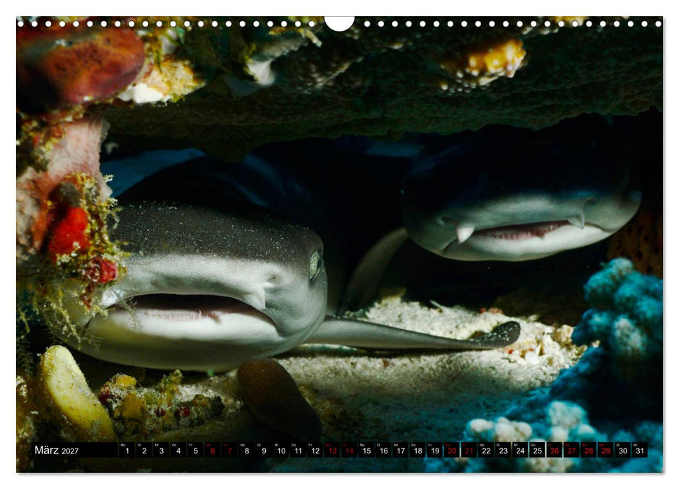 Malediven - Die bunte Unterwasserwelt (CALVENDO Wandkalender 2027)