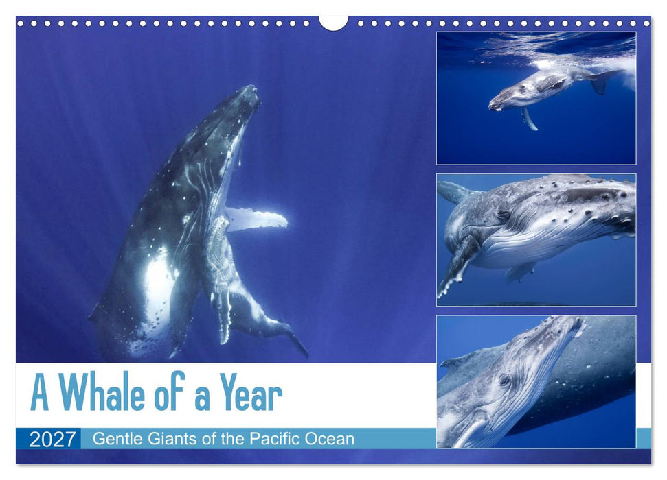 A Whale of a Year (CALVENDO Monthly Calendar 2027)