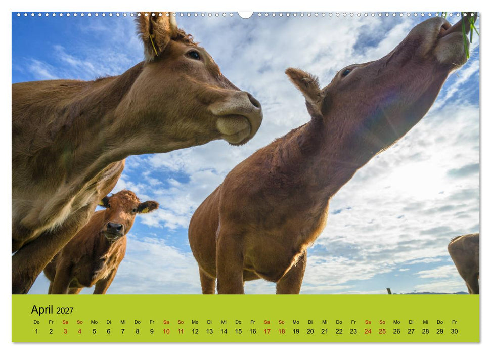 Kuhckst du? (CALVENDO Wandkalender 2027)