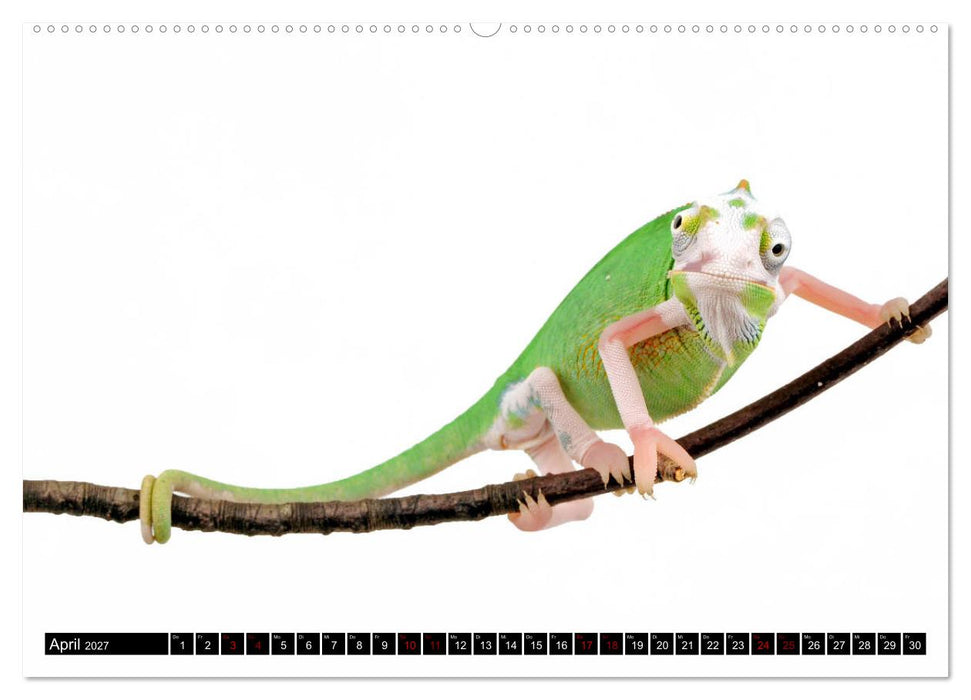 Amphibien und Reptilien (CALVENDO Wandkalender 2027)
