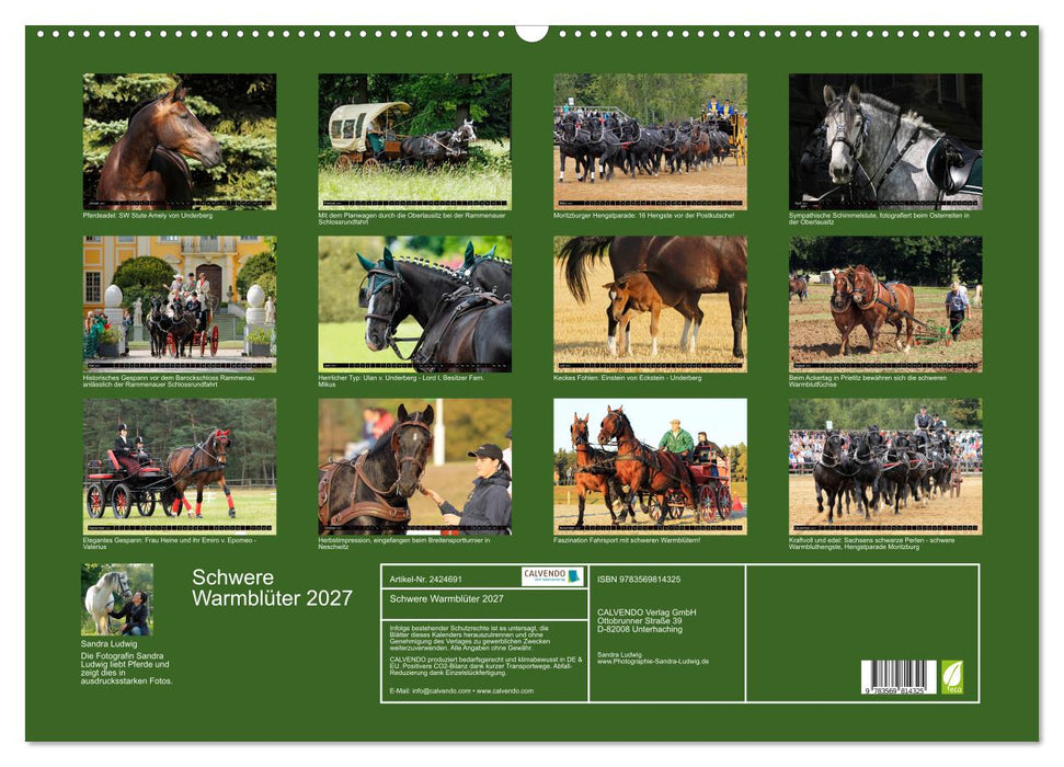 Schwere Warmblüter 2027 (CALVENDO Wandkalender 2027)
