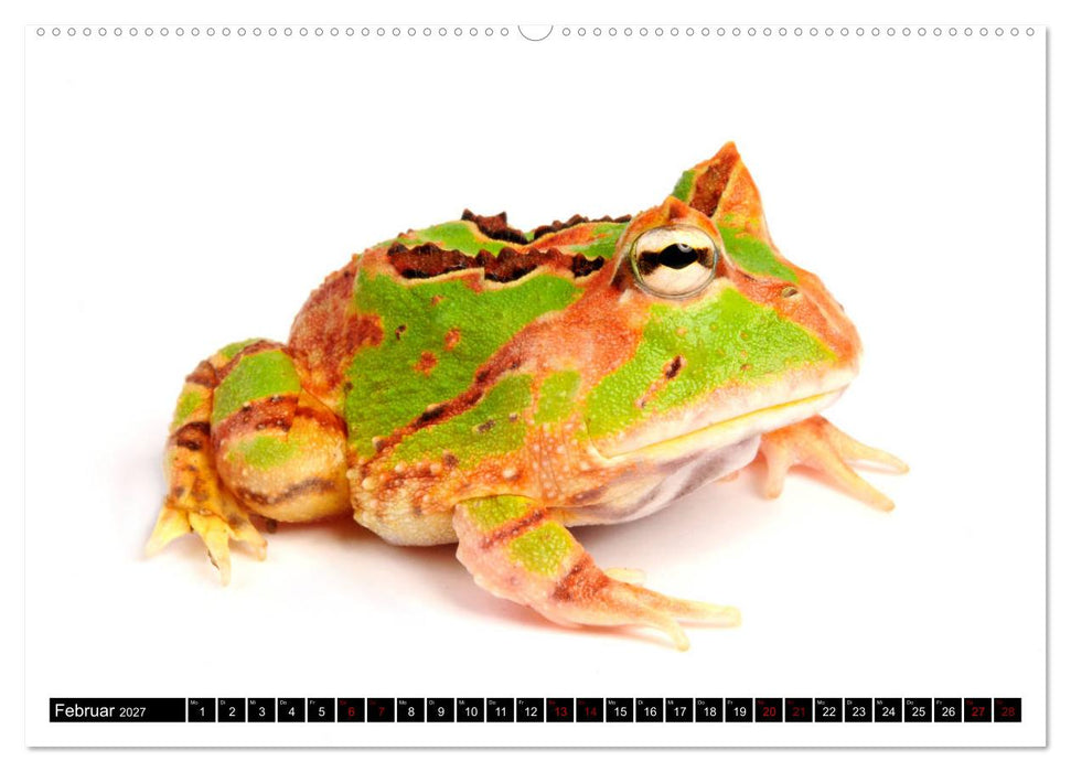 Farbenpracht der Frösche (CALVENDO Wandkalender 2027)