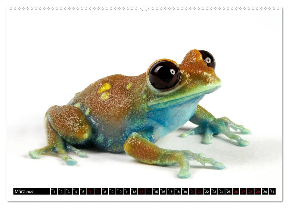 Farbenpracht der Frösche (CALVENDO Premium Wandkalender 2027)