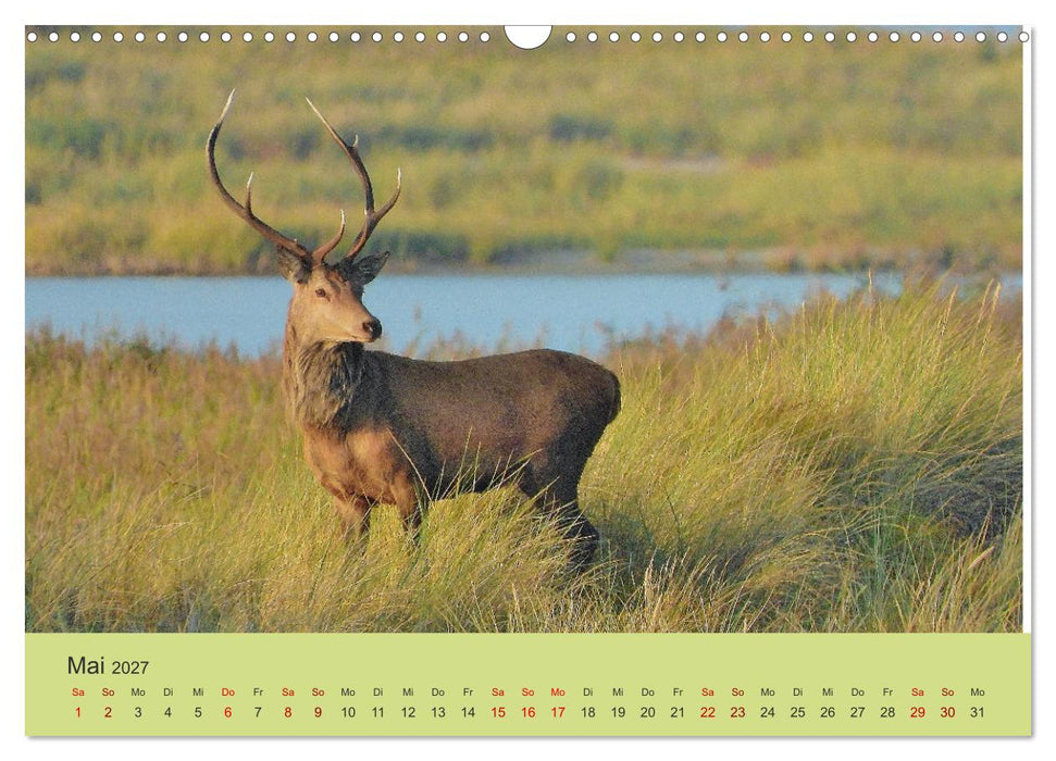 Küsten Hirsche - Rotwild auf dem Darß (CALVENDO Wandkalender 2027)