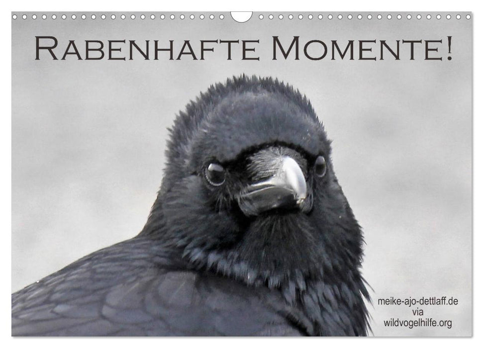 Rabenhafte Momente! (CALVENDO Wandkalender 2027)