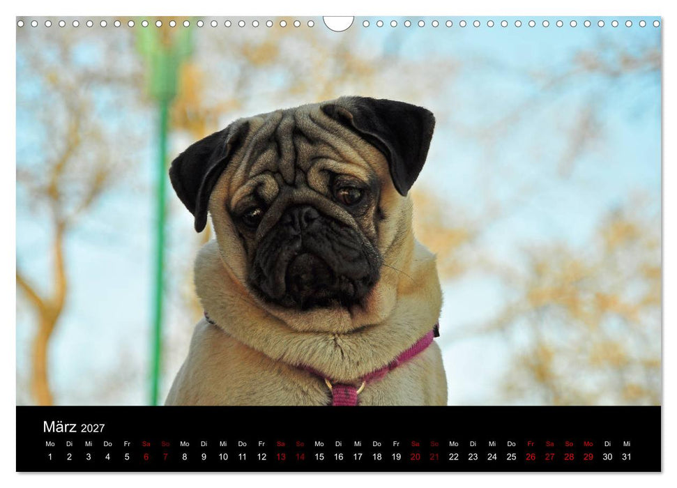 Alles Mops-Kalender 2027 (CALVENDO Wandkalender 2027)