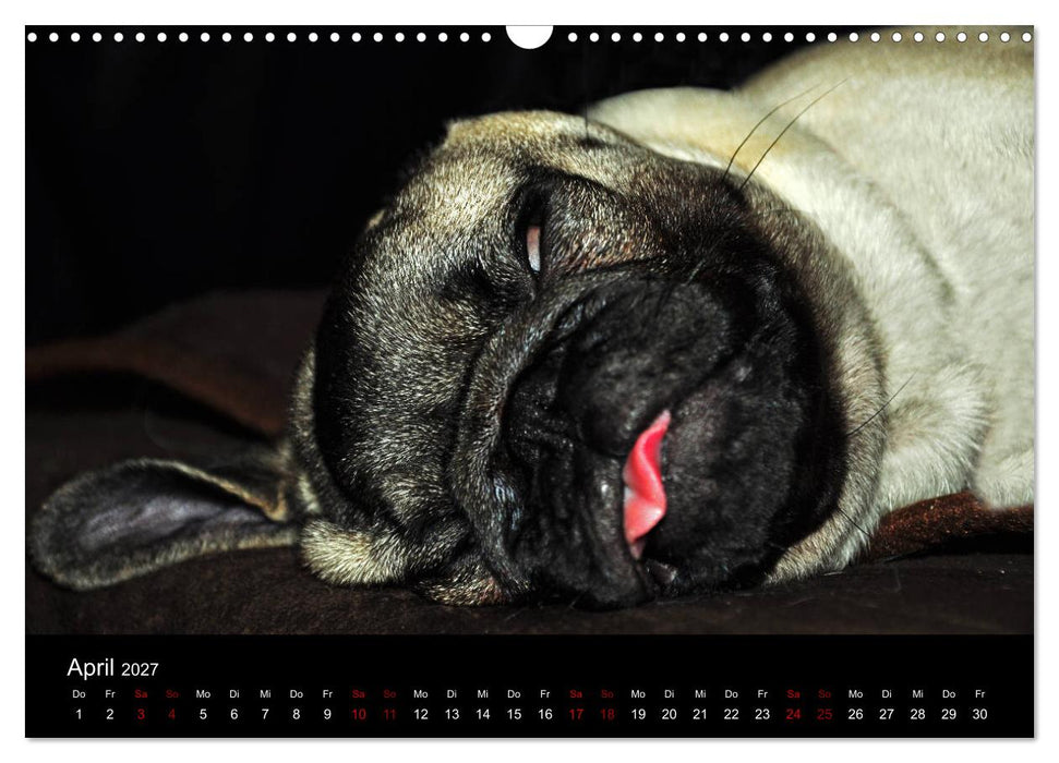 Alles Mops-Kalender 2027 (CALVENDO Wandkalender 2027)