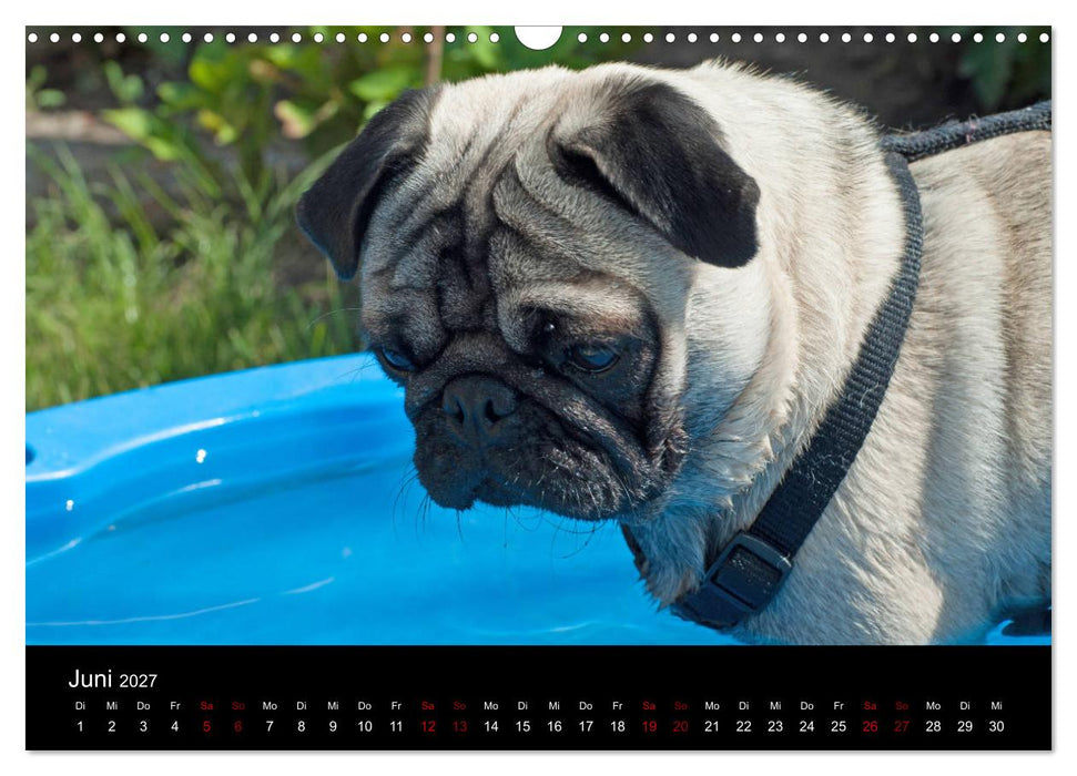 Alles Mops-Kalender 2027 (CALVENDO Wandkalender 2027)
