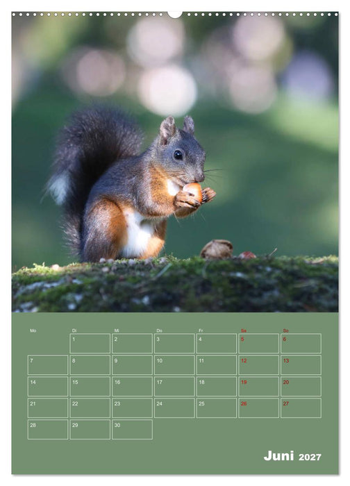 Eichhörnchen - Planer (CALVENDO Premium Wandkalender 2027)