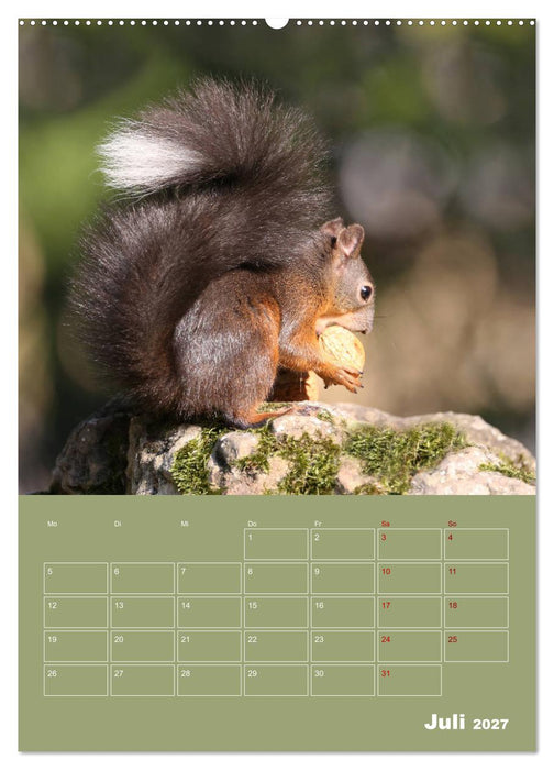 Eichhörnchen - Planer (CALVENDO Premium Wandkalender 2027)