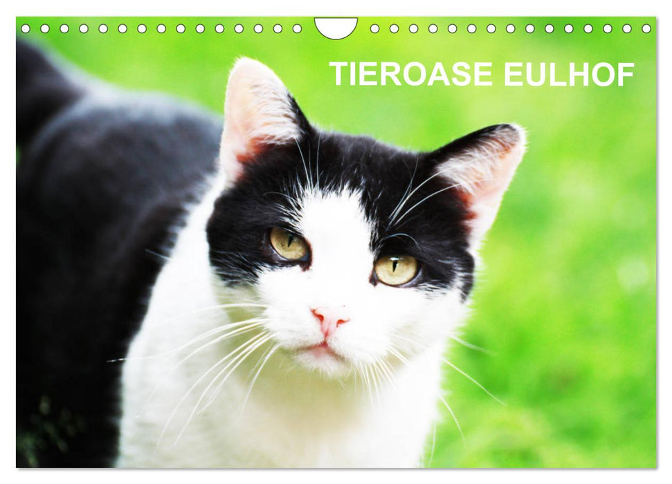 Eulhof (CALVENDO Wandkalender 2027)