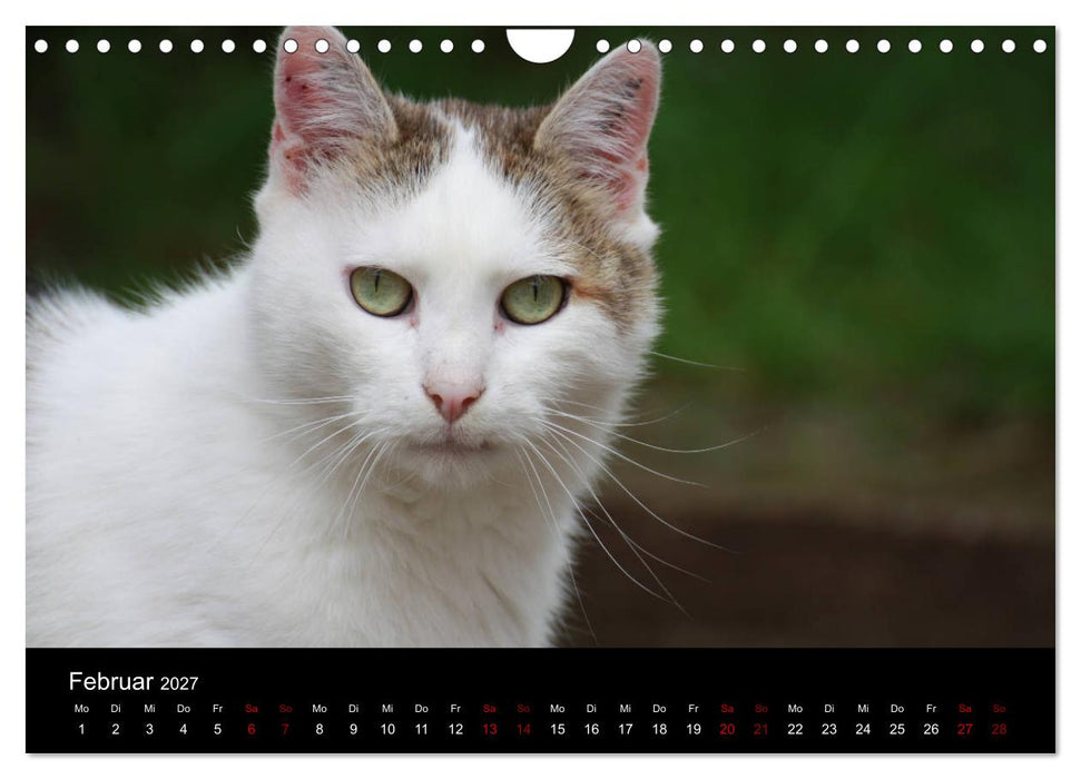 Eulhof (CALVENDO Wandkalender 2027)