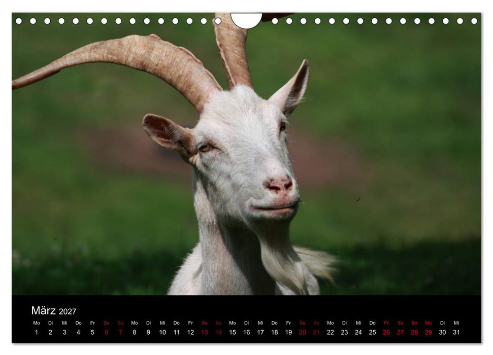 Eulhof (CALVENDO Wandkalender 2027)