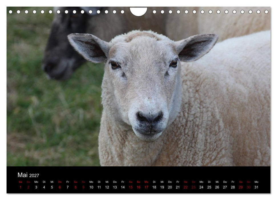 Eulhof (CALVENDO Wandkalender 2027)