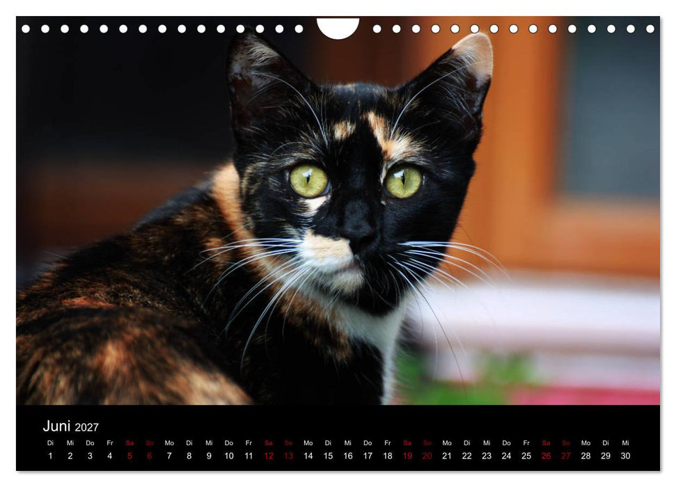 Eulhof (CALVENDO Wandkalender 2027)