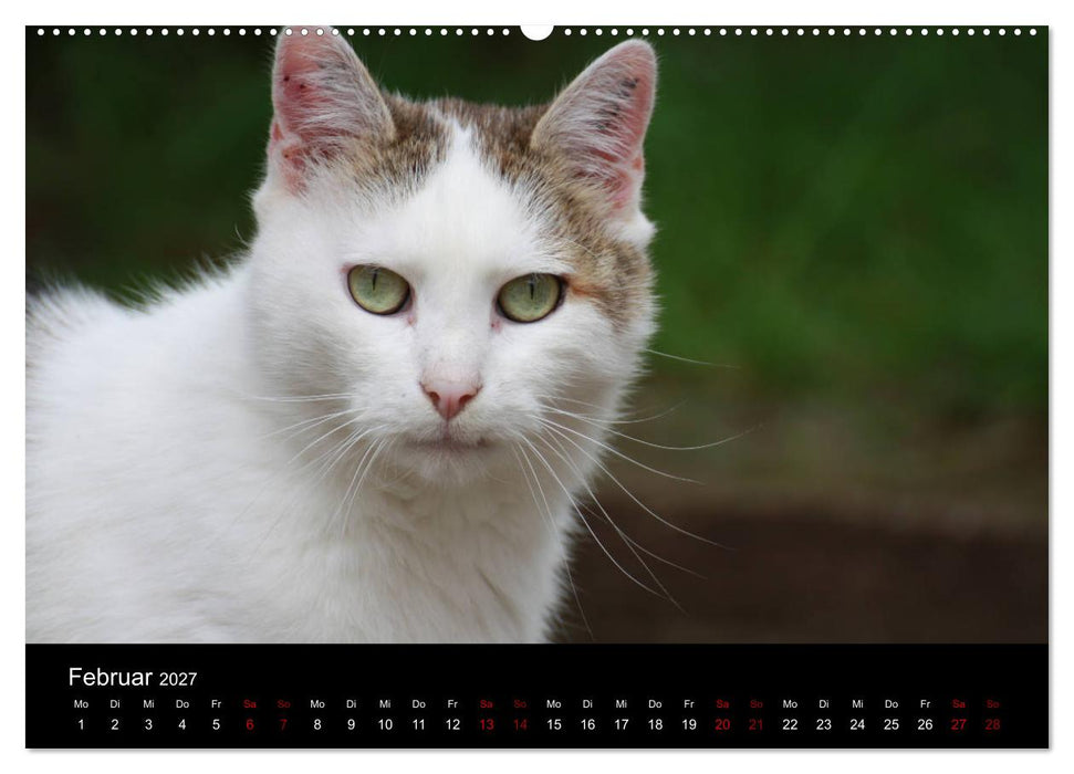 Eulhof (CALVENDO Premium Wandkalender 2027)
