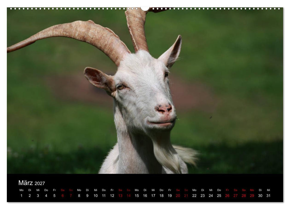 Eulhof (CALVENDO Premium Wandkalender 2027)