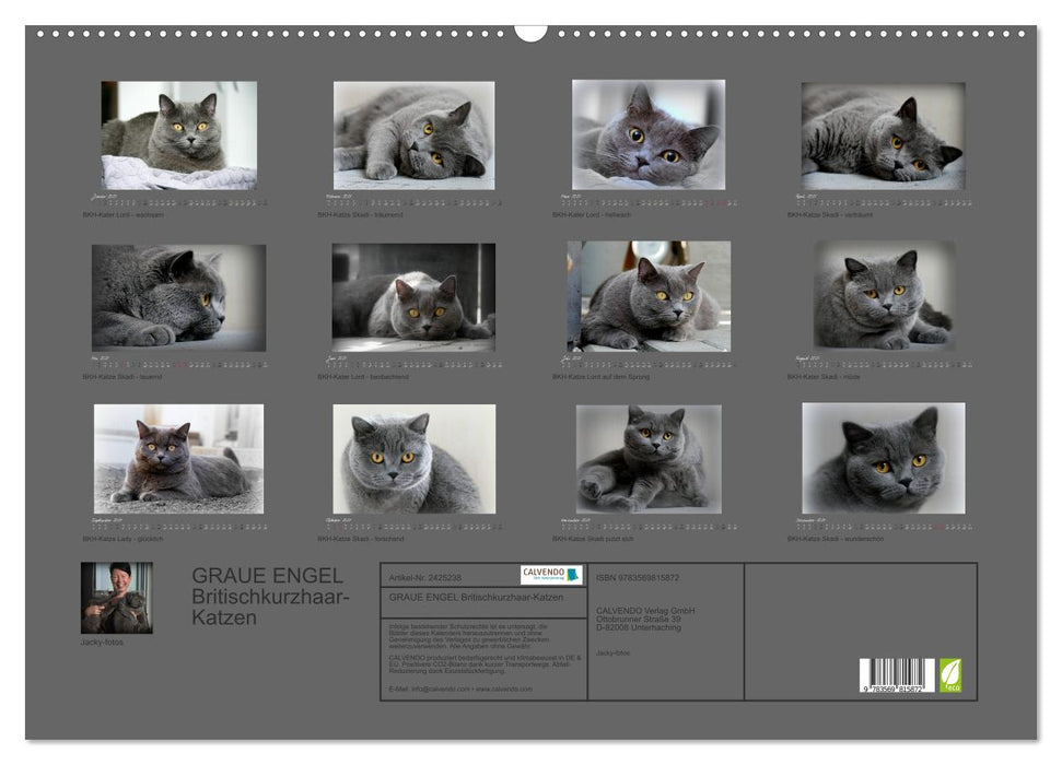 GRAUE ENGEL Britischkurzhaar-Katzen (CALVENDO Wandkalender 2027)