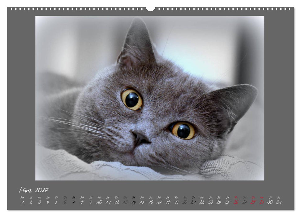 GRAUE ENGEL Britischkurzhaar-Katzen (CALVENDO Wandkalender 2027)