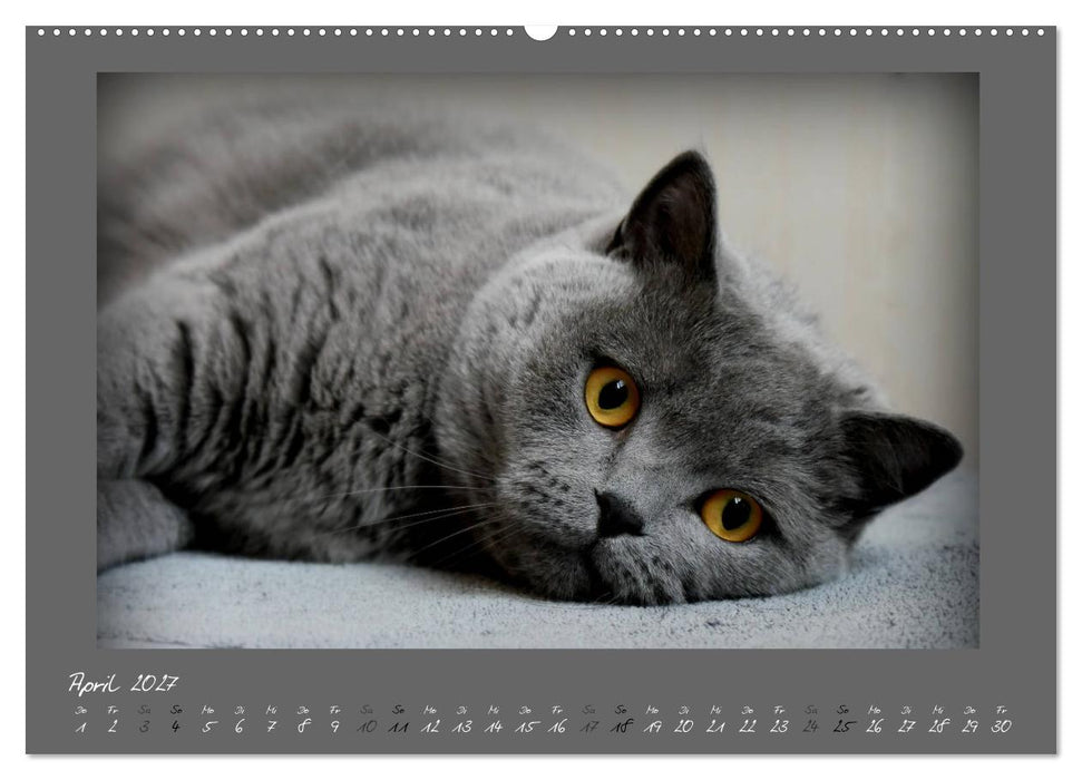 GRAUE ENGEL Britischkurzhaar-Katzen (CALVENDO Wandkalender 2027)