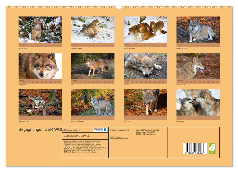 Begegnungen DER WOLF (CALVENDO Premium Wandkalender 2027)