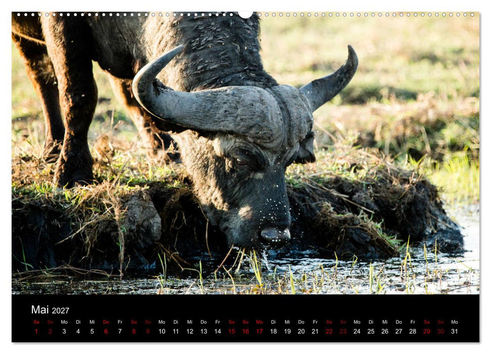 Afrika - Faszination Tierwelt (CALVENDO Premium Wandkalender 2027)