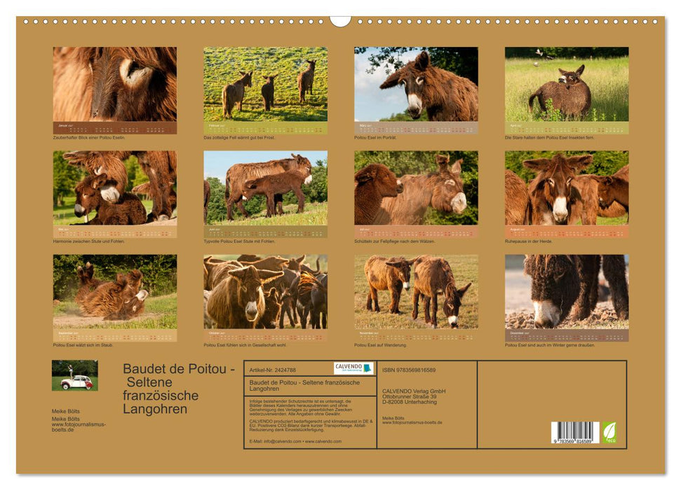 Baudet de Poitou - Seltene französische Langohren (CALVENDO Wandkalender 2027)