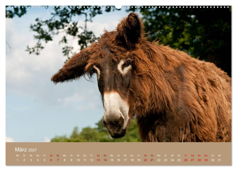 Baudet de Poitou - Seltene französische Langohren (CALVENDO Wandkalender 2027)