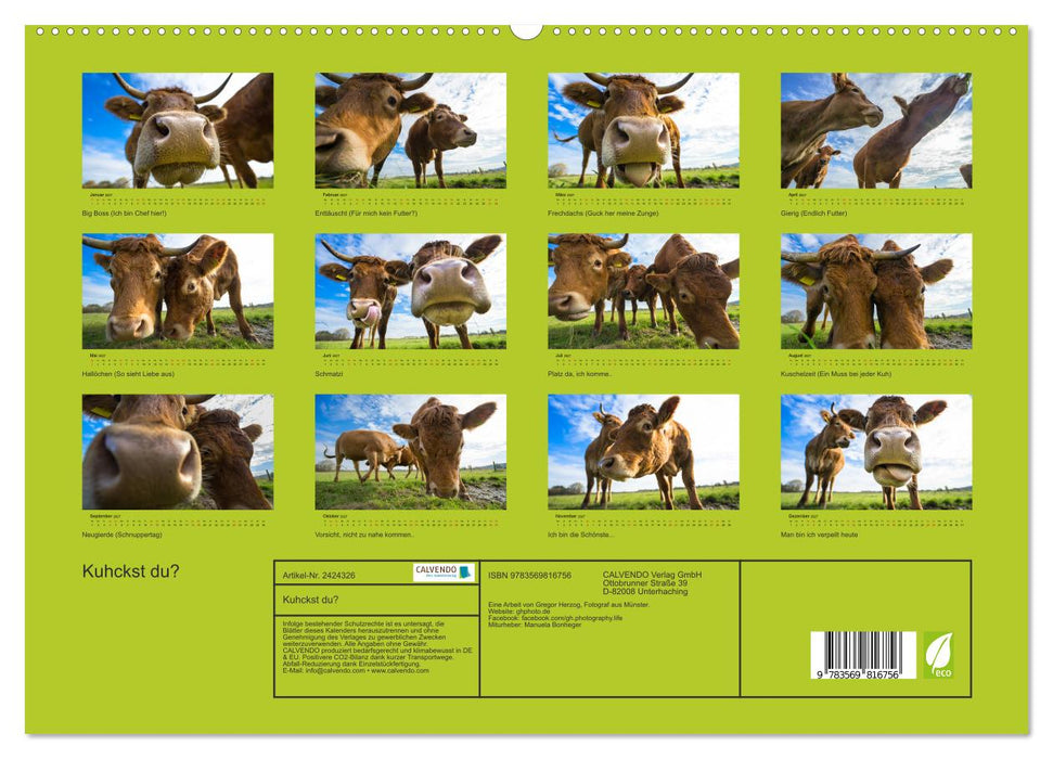 Kuhckst du? (CALVENDO Premium Wandkalender 2027)