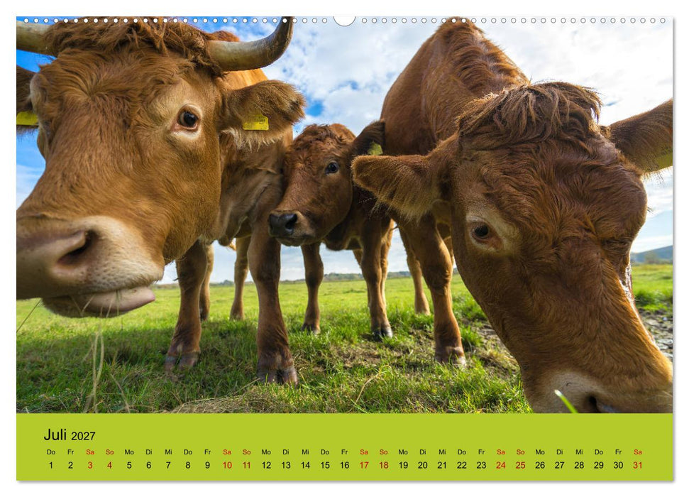 Kuhckst du? (CALVENDO Premium Wandkalender 2027)
