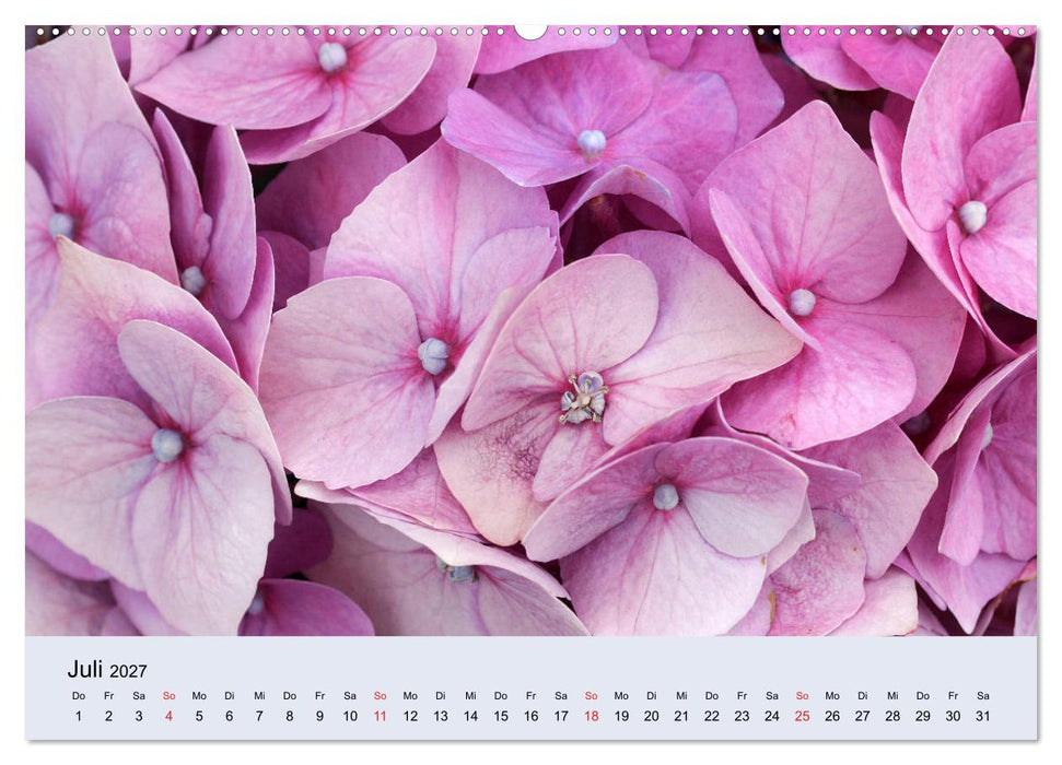 Hortensien Blühen und Vergehen (CALVENDO Premium Wandkalender 2027)