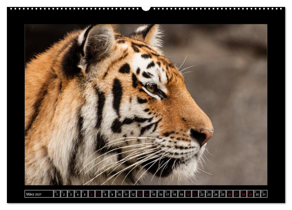 Tiger, Löwe und Co. (CALVENDO Wandkalender 2027)