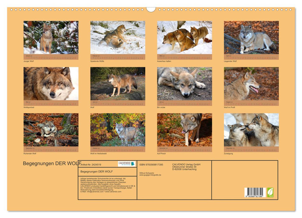 Begegnungen DER WOLF (CALVENDO Wandkalender 2027)